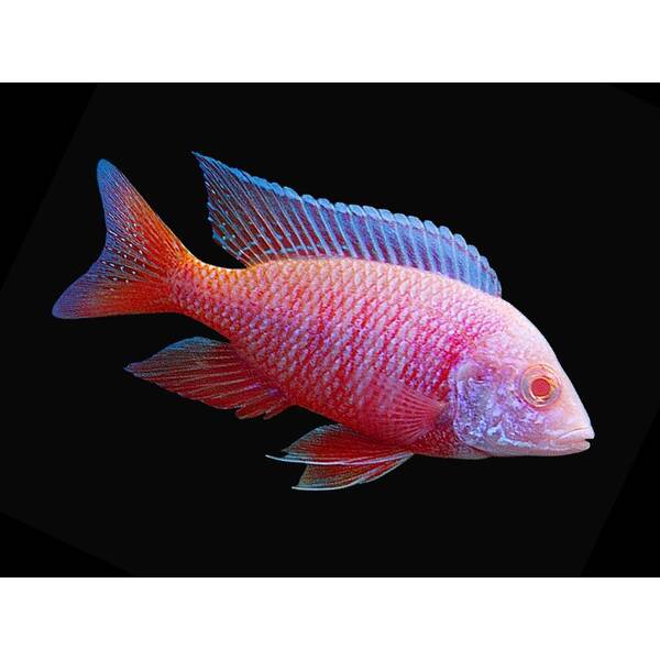 Aulonocara Dragon Blood Albino S