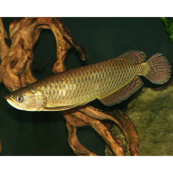 Scleropages Jardini 12-13cm