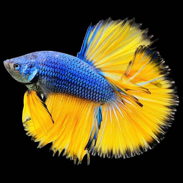 Betta Half-Moon Mustard Male