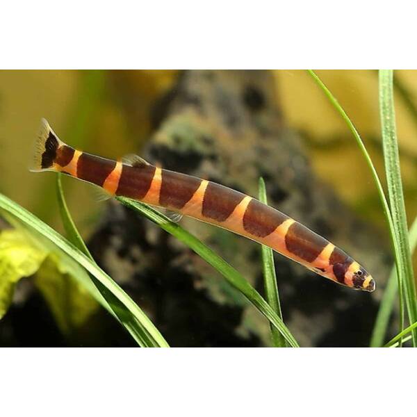 Kuhlii Loach XL