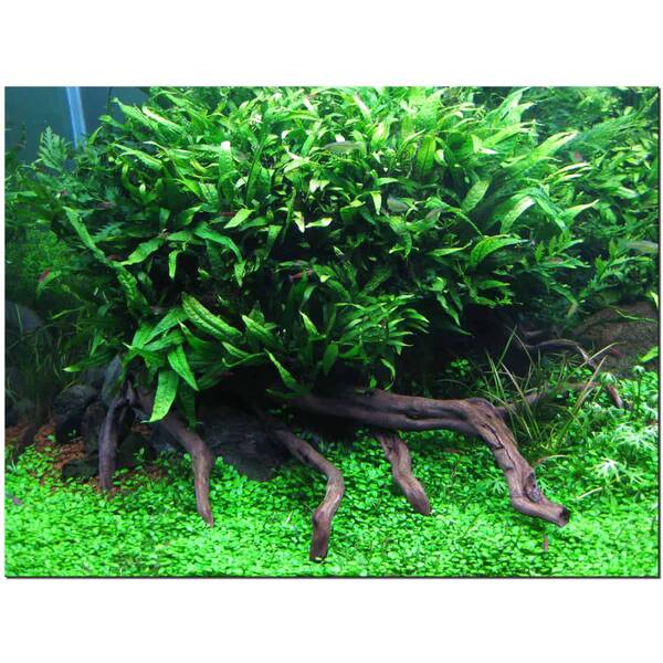 Stoffels Microsorum Pteropus Stoffels Microsorum Pteropus