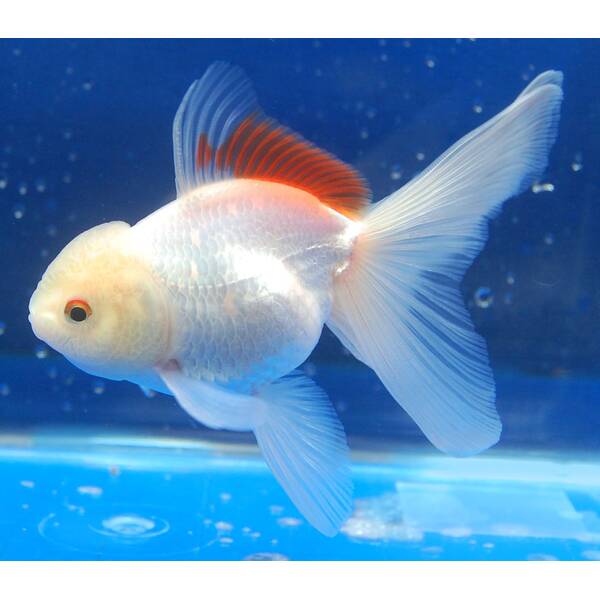 Carassius Auratus Lion Head White 7-8cm