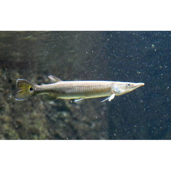 Ctenolucius Hujeta (Rocket Gar) 5-6cm