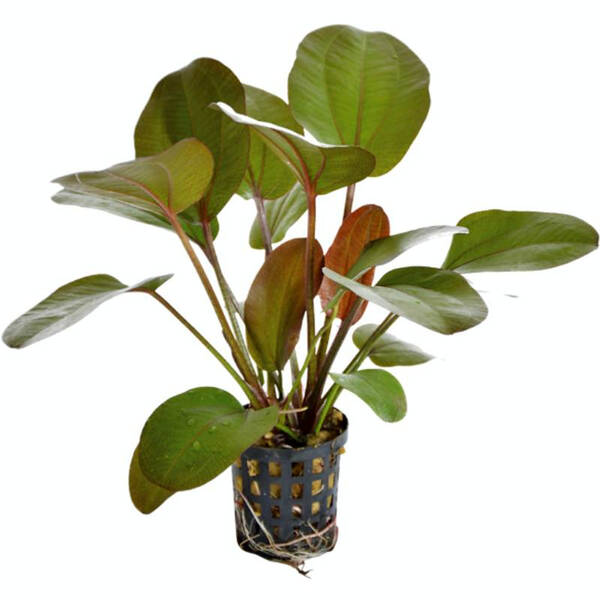 Stoffels Echinodorus 'Osiris' (Rubra)