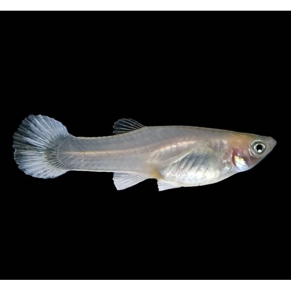 Poecilia Reticulata Snow White Female