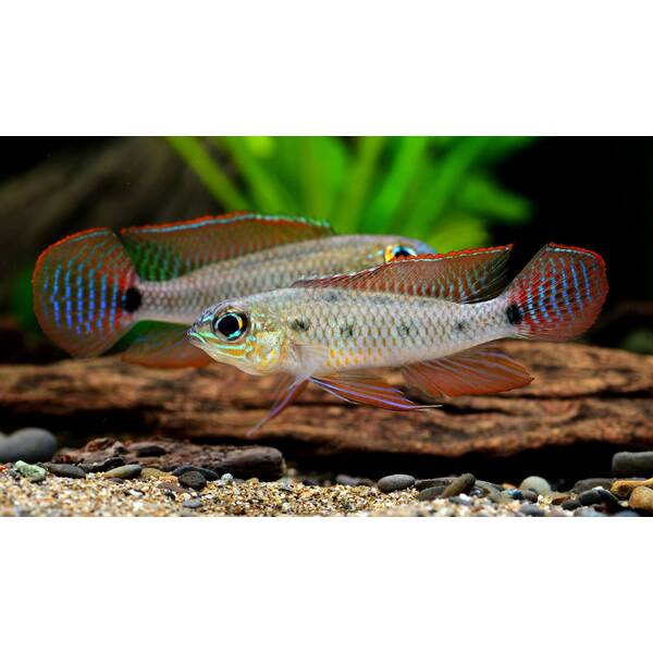 Dicrossus Maculatus M/L