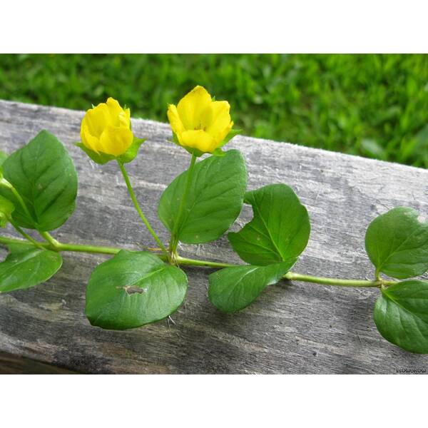 Stoffels Lysimachia nummularia