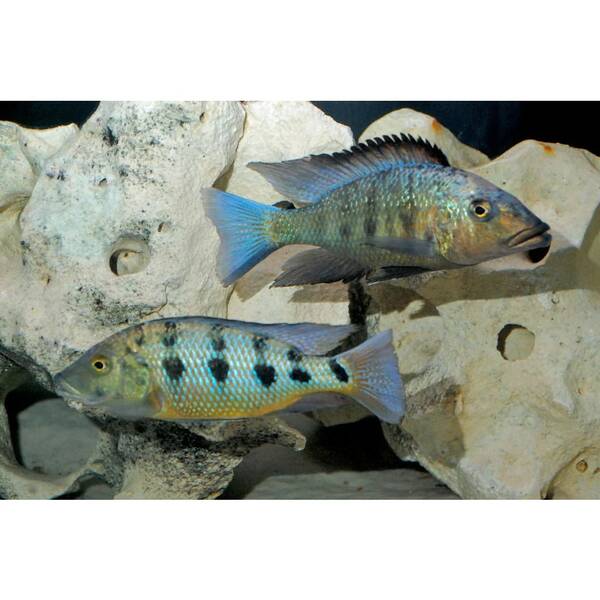 Fossorochromis rostratus 5-6cm