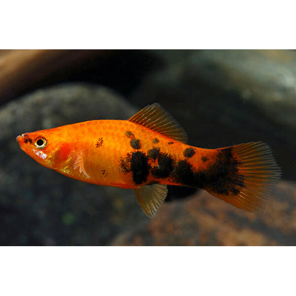 Xiphophorus Helleri Red Spotted