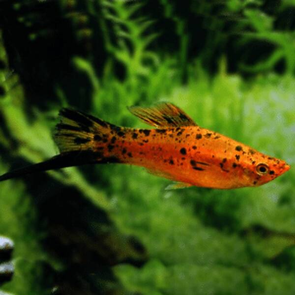 Xiphophorus Helleri Red Spotted