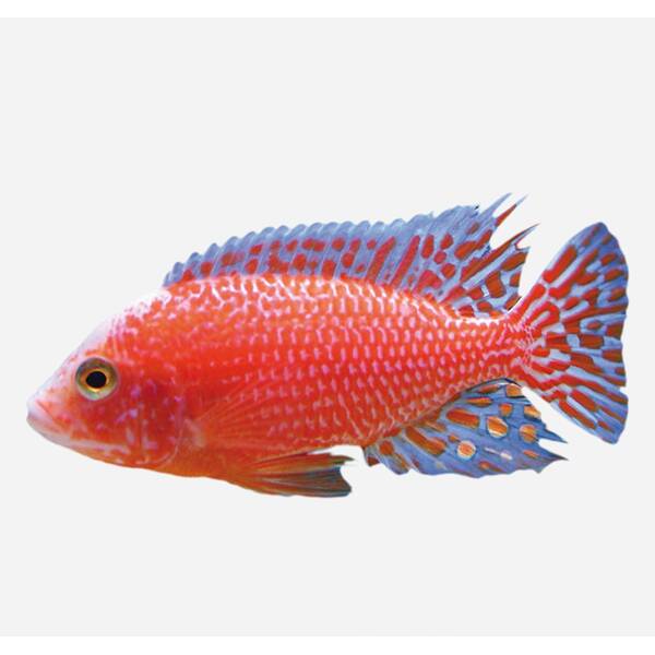 Aulonocara Strawberry Peacock 6-7cm