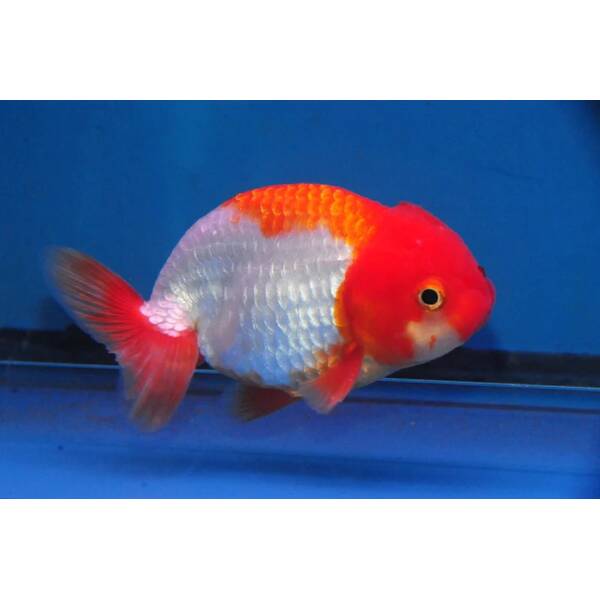 Carassius Auratus Ranchu Red-White 8-9cm