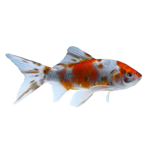 Carassius Auratus Shubunkin 4-7cm