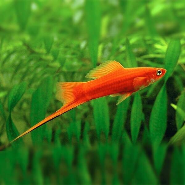 Xiphophorus Helleri Red