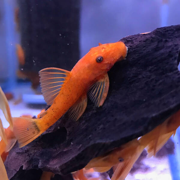 Ancistrus Super Red 3-3.5cm