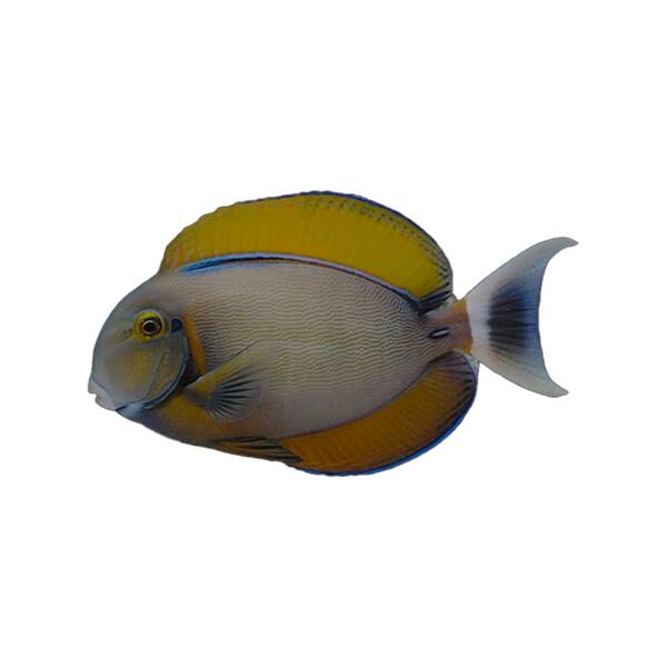 Acanthurus Bariene M Acanthurus Bariene M