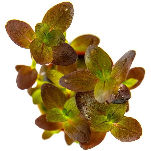 Stoffels Bacopa Salzmanii "Purple"