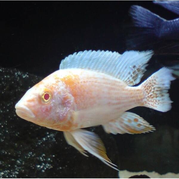 Aulonocara Albino Nyassae 6-7 cm
