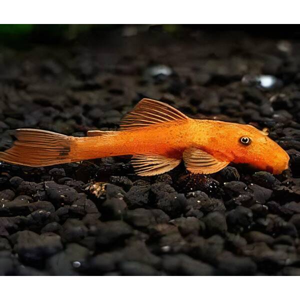 Ancistrus Super Red 3.5-4cm