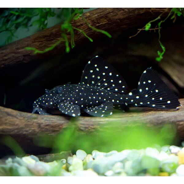 Leporacanthicus Galaxias L029 3-4cm
