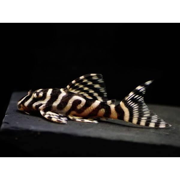 Dekeyseria Brachyura L168 S/M