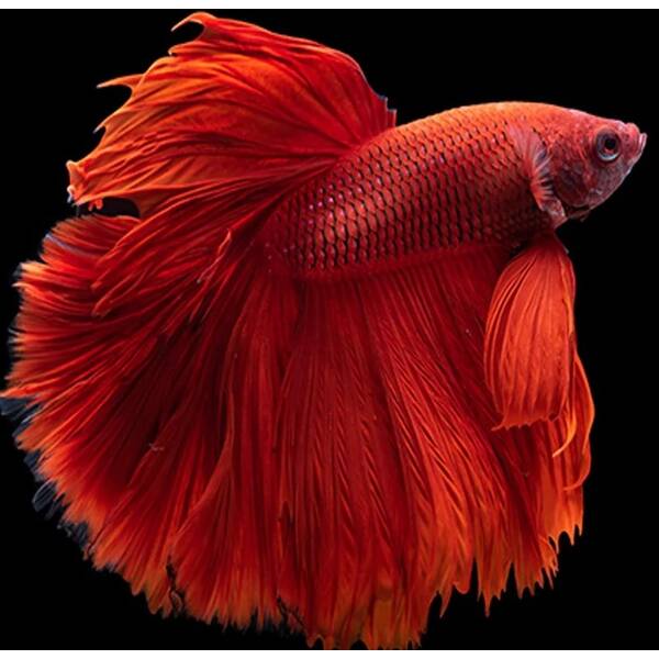 Betta Superdelta Velvet Red Male
