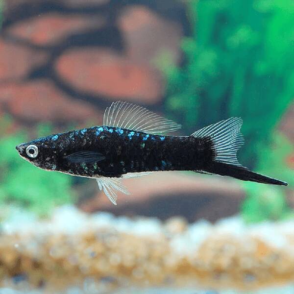 Xiphophorus Hellerii Black