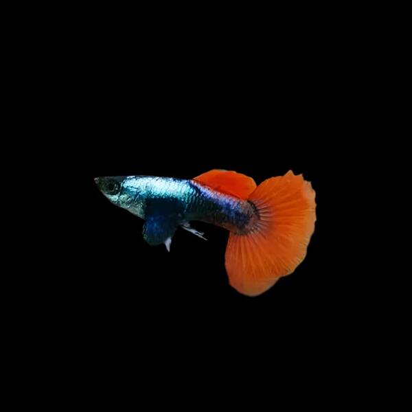 Poecilia Reticulata Dumbo Red XL