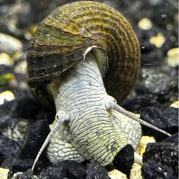 Tylomelania sp. Towutensis Blue