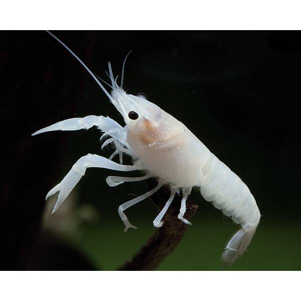 Procambarus Alleni - White
