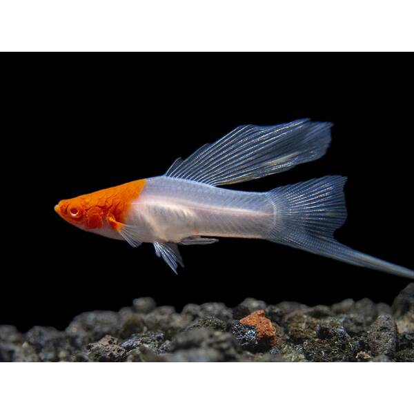 Xiphophorus Helleri Koi longfin