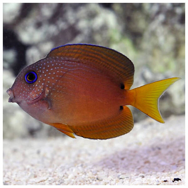 Ctenochaetus Binotatus S