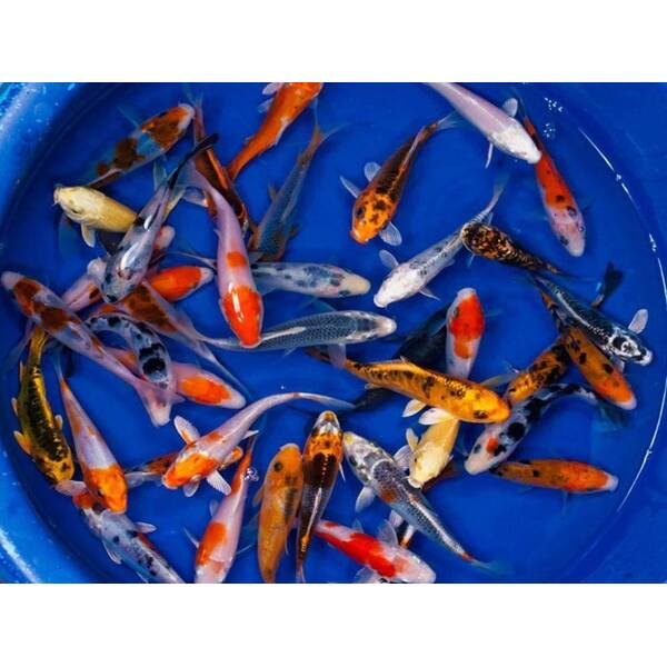 Koi Selected SBS 11-13cm