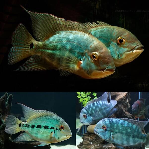 Hoplarchus Psittacus M