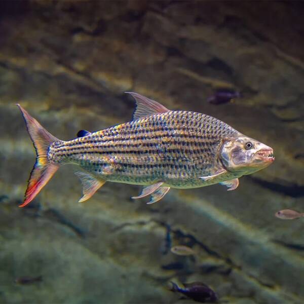 Hydrocynus Vittatus 13-15cm