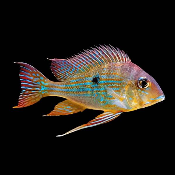 Geophagus Proximus 6-7cm