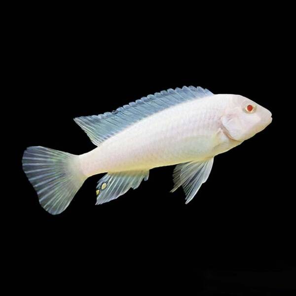 Maylandia Zebra Snow White 3-4 cm