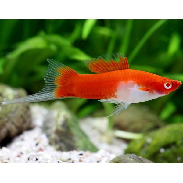 Xiphophorus Helleri Kohaku Red/White