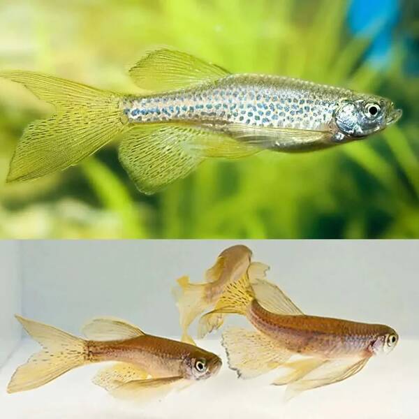 Danio Rerio Frankei Longfin