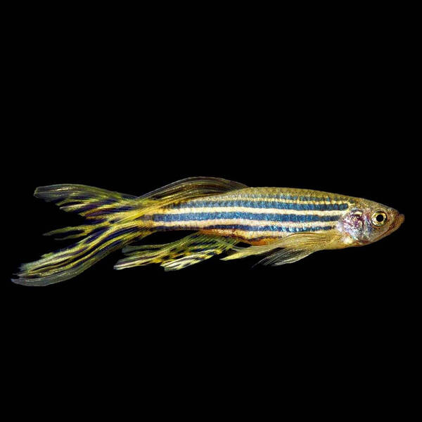 Danio Rerio Longfin