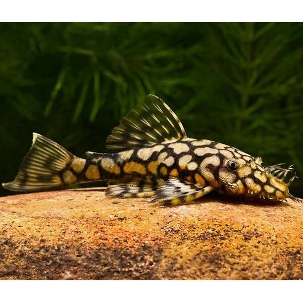 Ancistrus sp. S L519