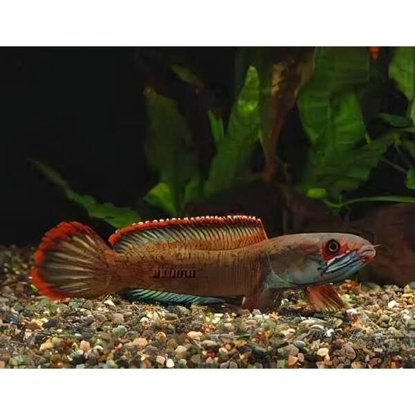 Channa Fire And Ice L