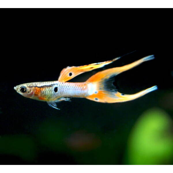 Poecilia Reticulata Japan Blue Double Red M/F