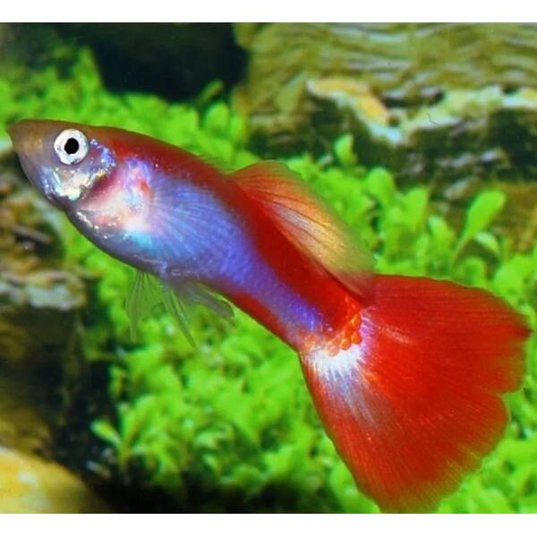 Poecilia Reticulata Neon Flamingo Red Male