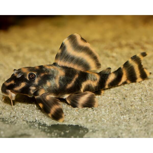 Peckoltia Braueri L121 M