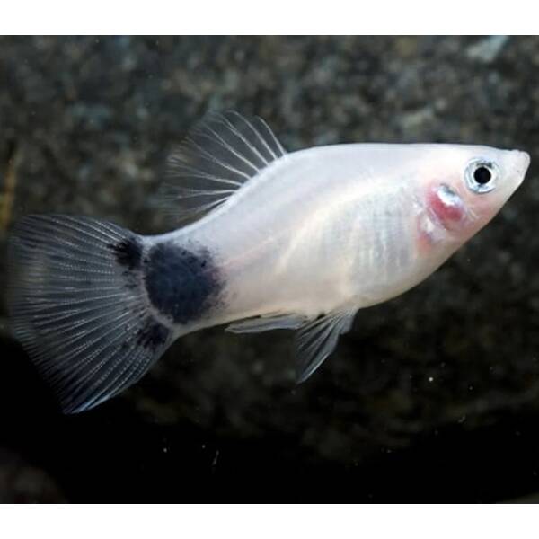 Platy White Mickey