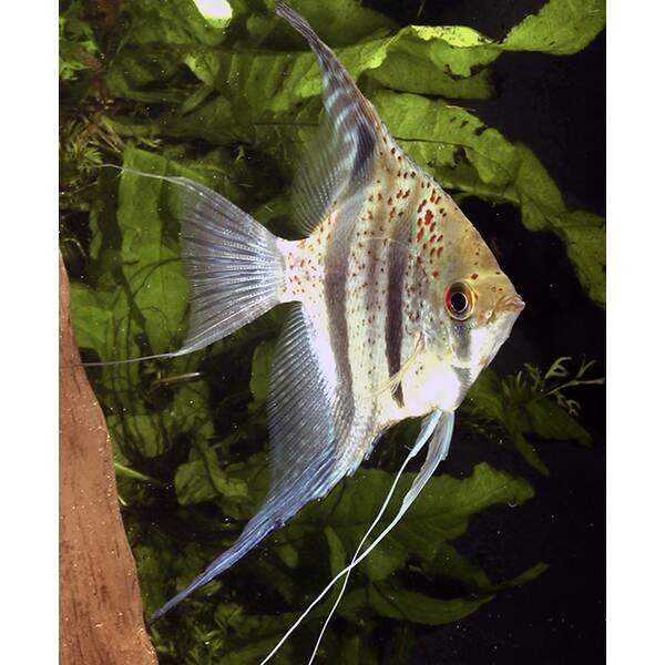 Pterophyllum Surinam Red Spotted M