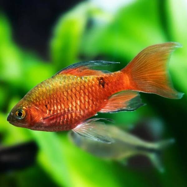 Pethia Conchonius Long Fin M