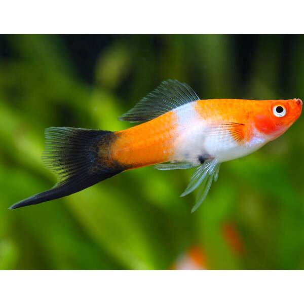 Xiphophorus Helleri Koi Wagtail