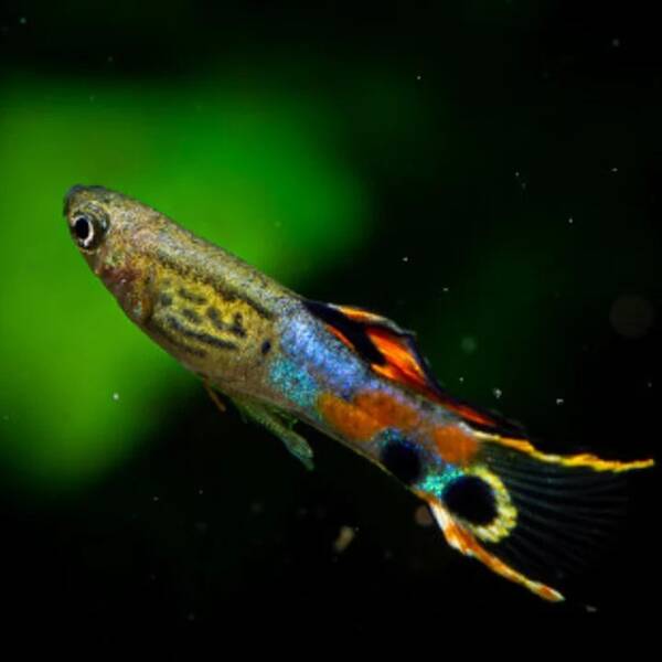 Poecilia Wingei Snakeskin Campoma (m/f)